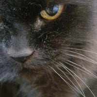 Shadowstar (ShadowClan)