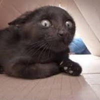 They are Afraid of Common Things