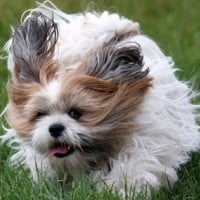 Lhasa Apso