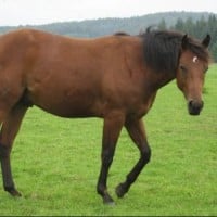 American Quarter Horse