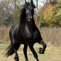 Friesian