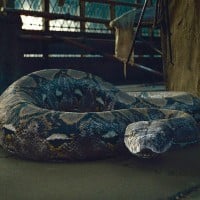 Nagini