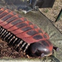 Arthropleura