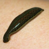 Leech