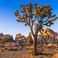 Joshua Tree National Park (California)