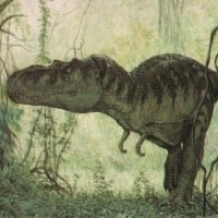 Albertosaurus Sarcophagus