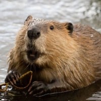 Beaver