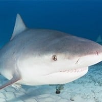 Bull Shark