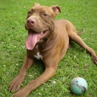 American Pit Bull Terrier