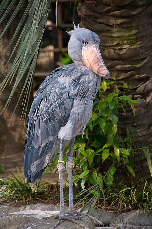 Shoebill