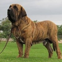 Fila Brasileiro