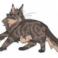 Cedarstar (ShadowClan)