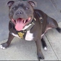 Staffordshire Bull Terrier