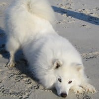 American Eskimo Dog