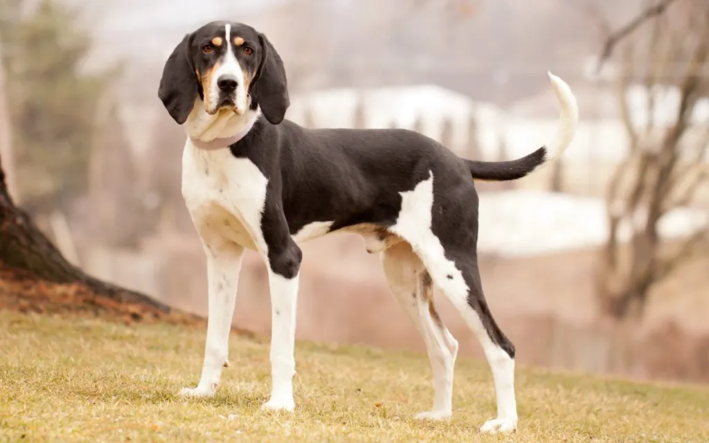 Treeing Walker Coonhound