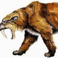 Saber-Toothed Cat