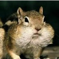 Your mouth is very swollen from the procedure