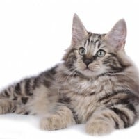 Norwegian Forest Cat