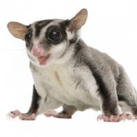 Sugar Glider