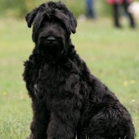 Russian Black Terrier