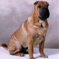 Shar Pei