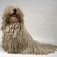 Komondor