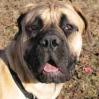 Boerboel