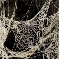 Spider Webs