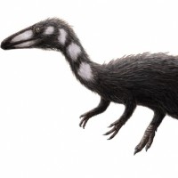 Procompsognathus