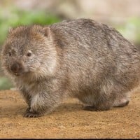 Wombats