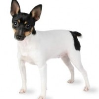 Toy Fox Terrier