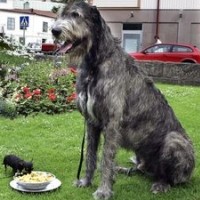 Irish Wolfhound