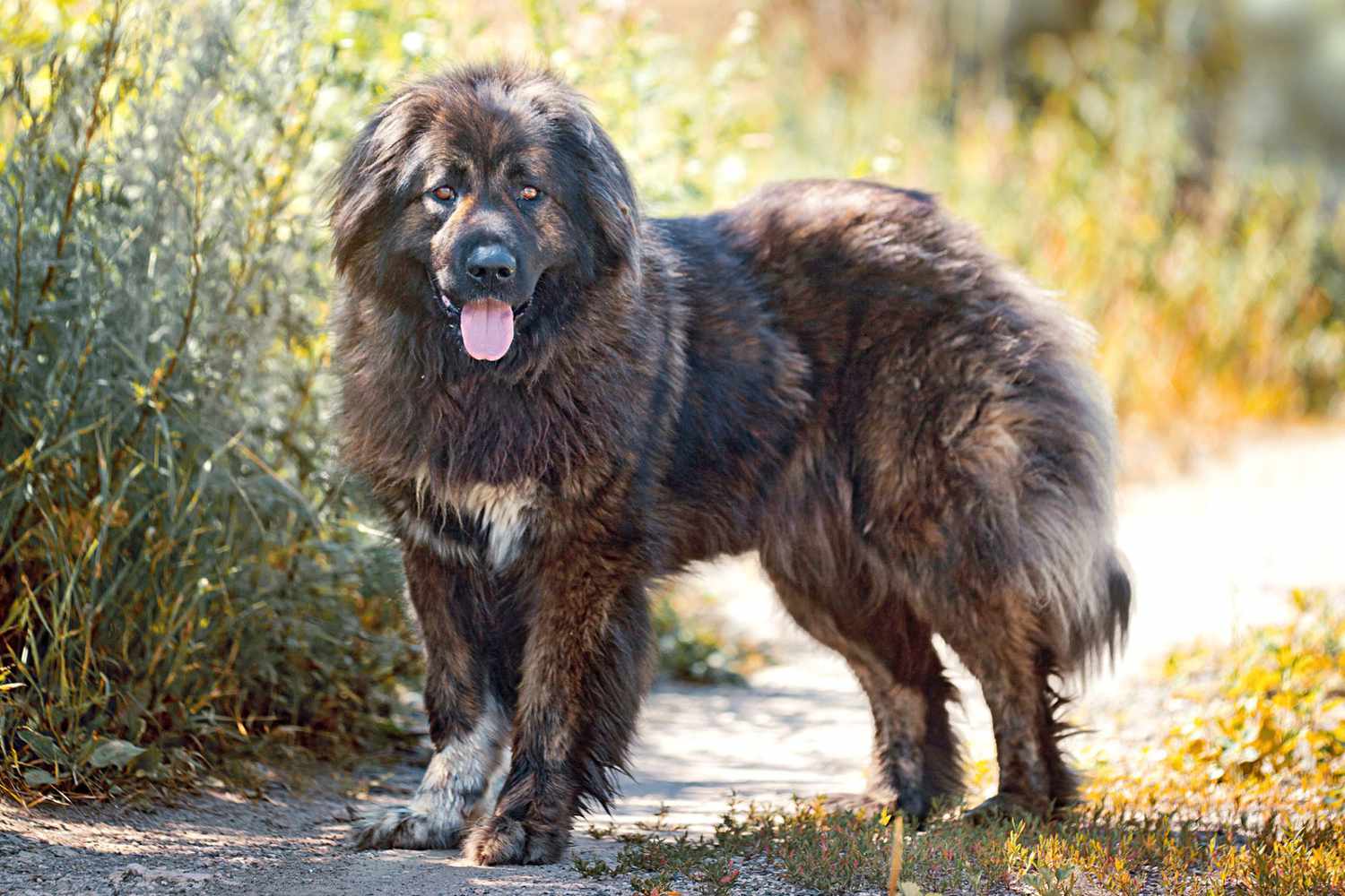 Caucasian Shepherd