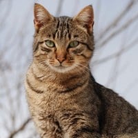 Bird that Soars Above