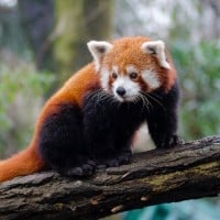 Red Panda