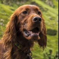 Irish Setter