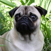 Pug