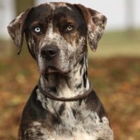 Catahoula Cur (Leopard Dog)