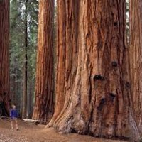 Sequoia National Park (California)