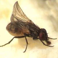 Killing a fly on school grounds