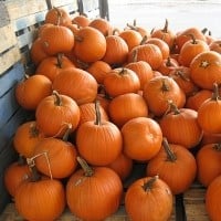 Pumpkin Flavor Craze