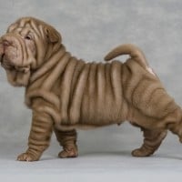 Sharpei