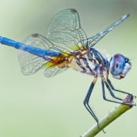 Dragonflies