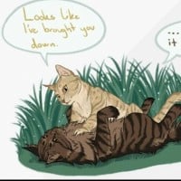 Tigerstar x Goldenflower