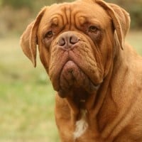 Dogue de Bordeaux