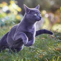 Flowing River that Moves Quickly