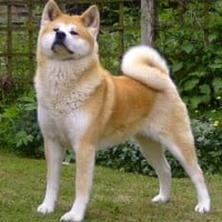 Akita