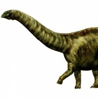 Brontosaurus / Apatosaurus