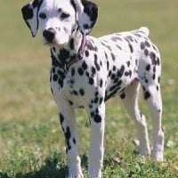 Dalmatian