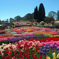 Floriade, Australia